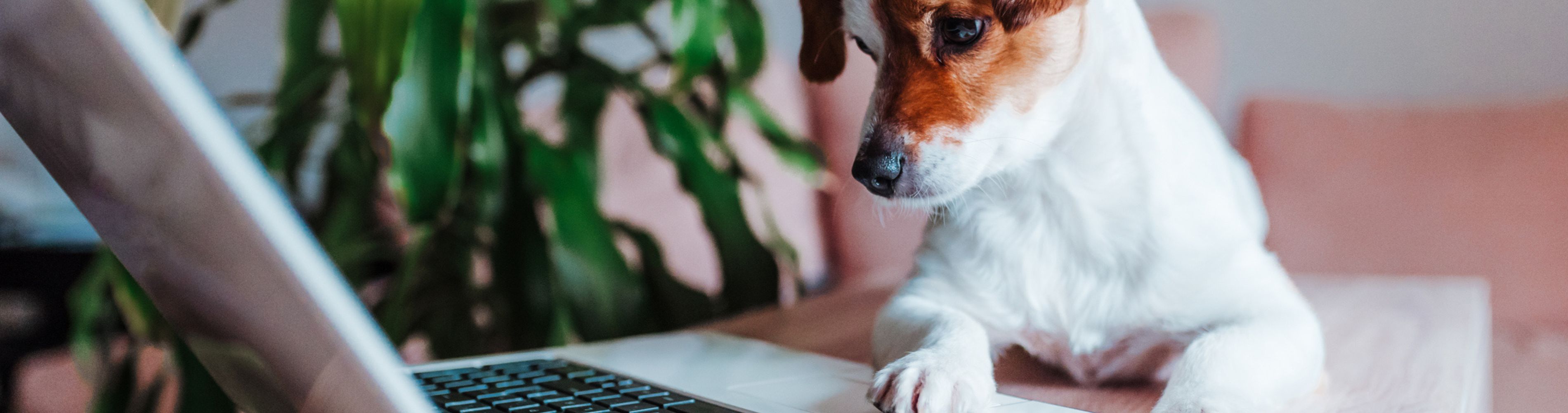 Bring your dog to work day 1900 x 500