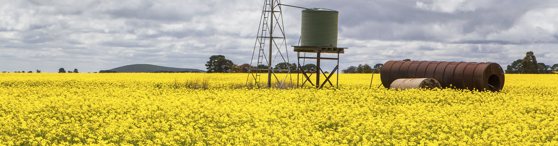 Canola crop - Agricultural Alert 1900x500