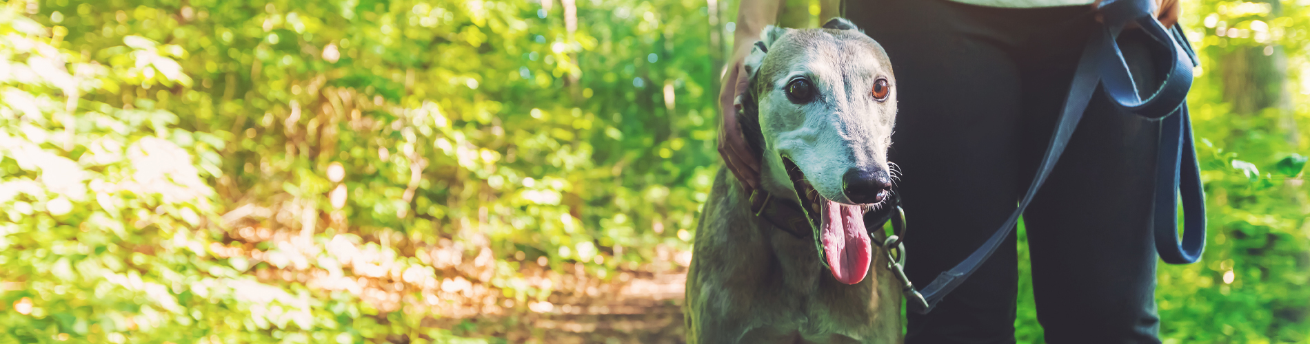 Greyhound on lead 1900x500