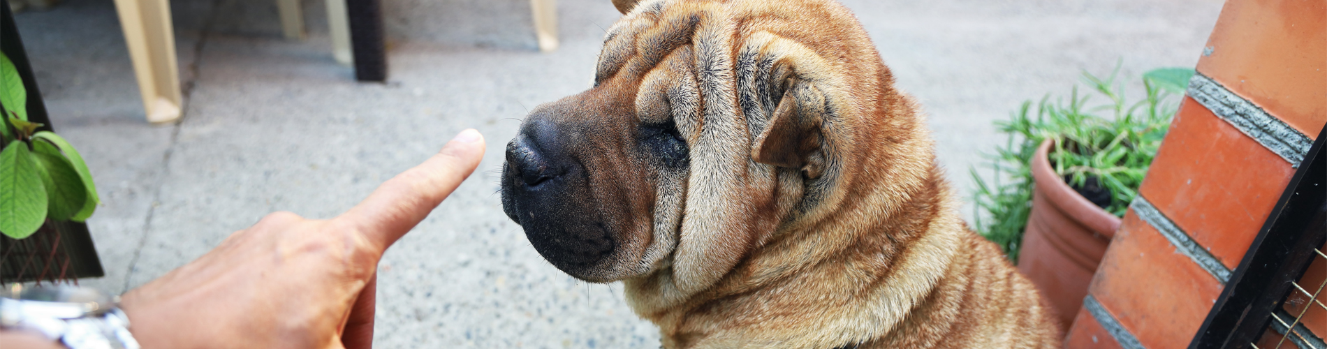 Sharpei Dog being told off 1900x500