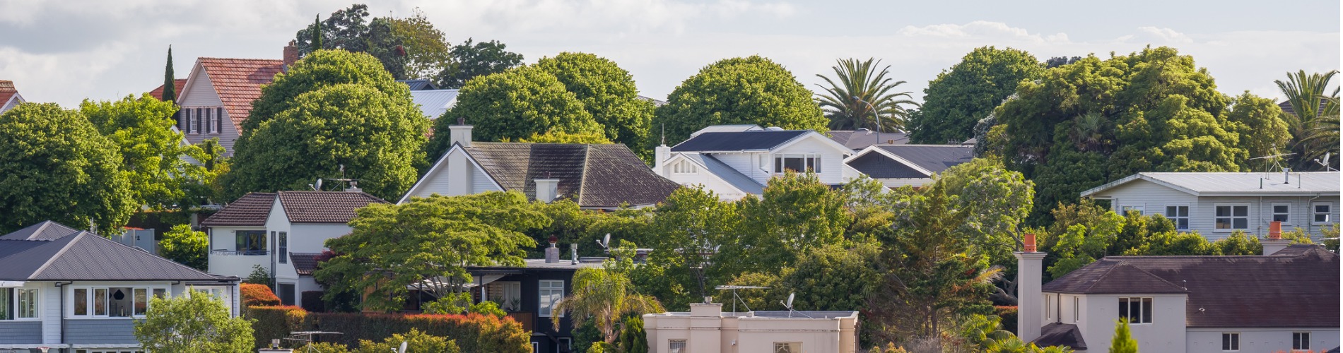 trees on property