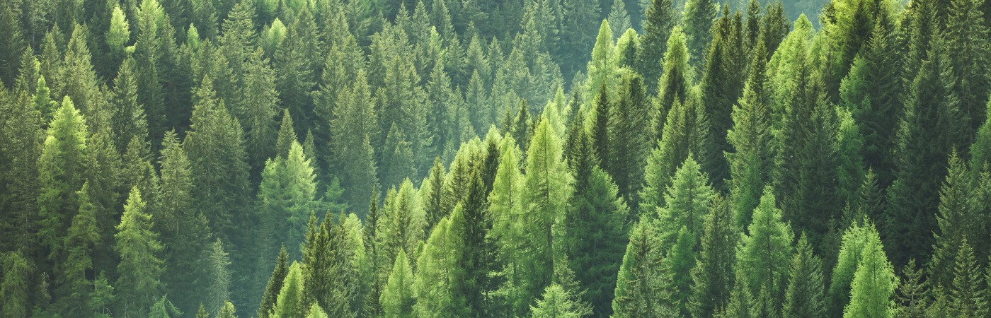 healthy-green-trees-in-forest-of-spruce-fir-and-pine