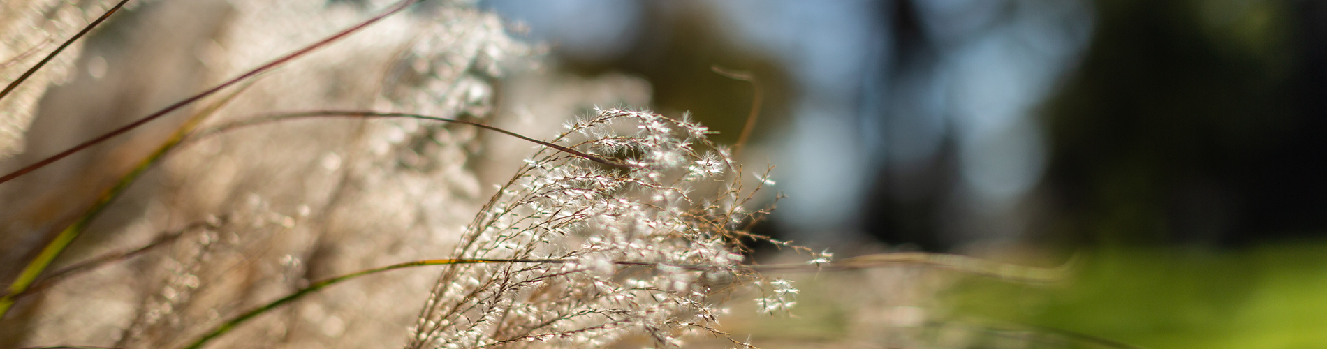 Australian Flora 3 - 1900x500