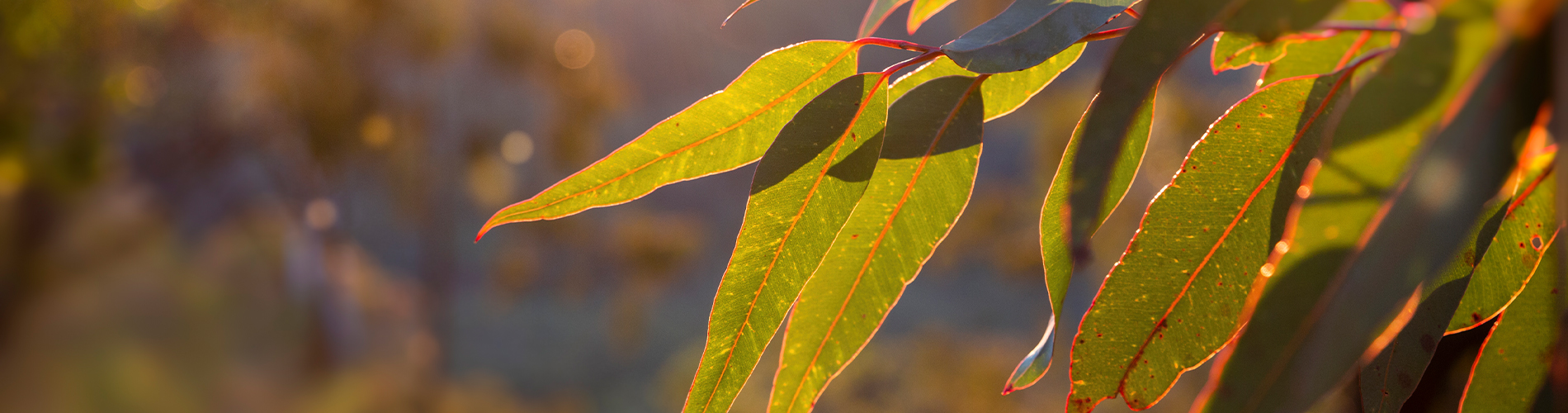 Pro Bono - Golden Hour in the Bush 1900x500