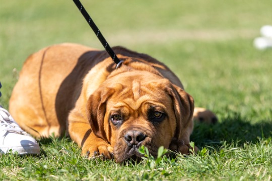mastiff-puppy-lying-in-the-grass-at-the-park.jpg-540x360
